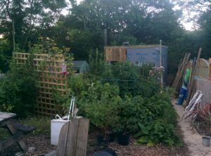 The new shed appears through the garden