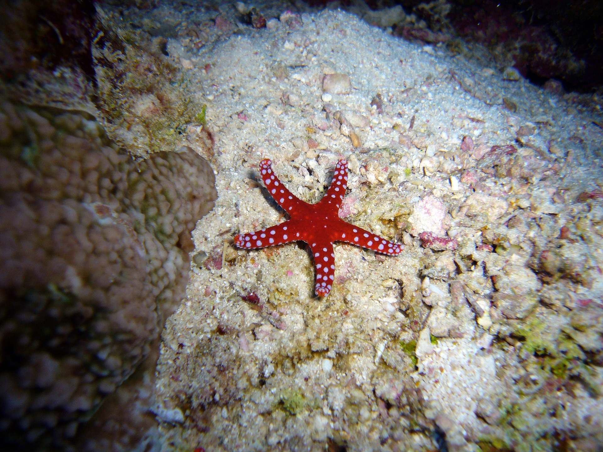 Starfish