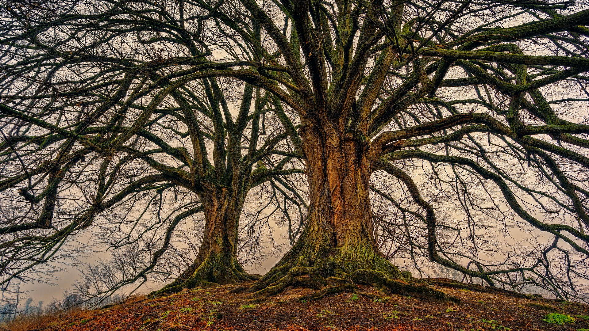 Old tree