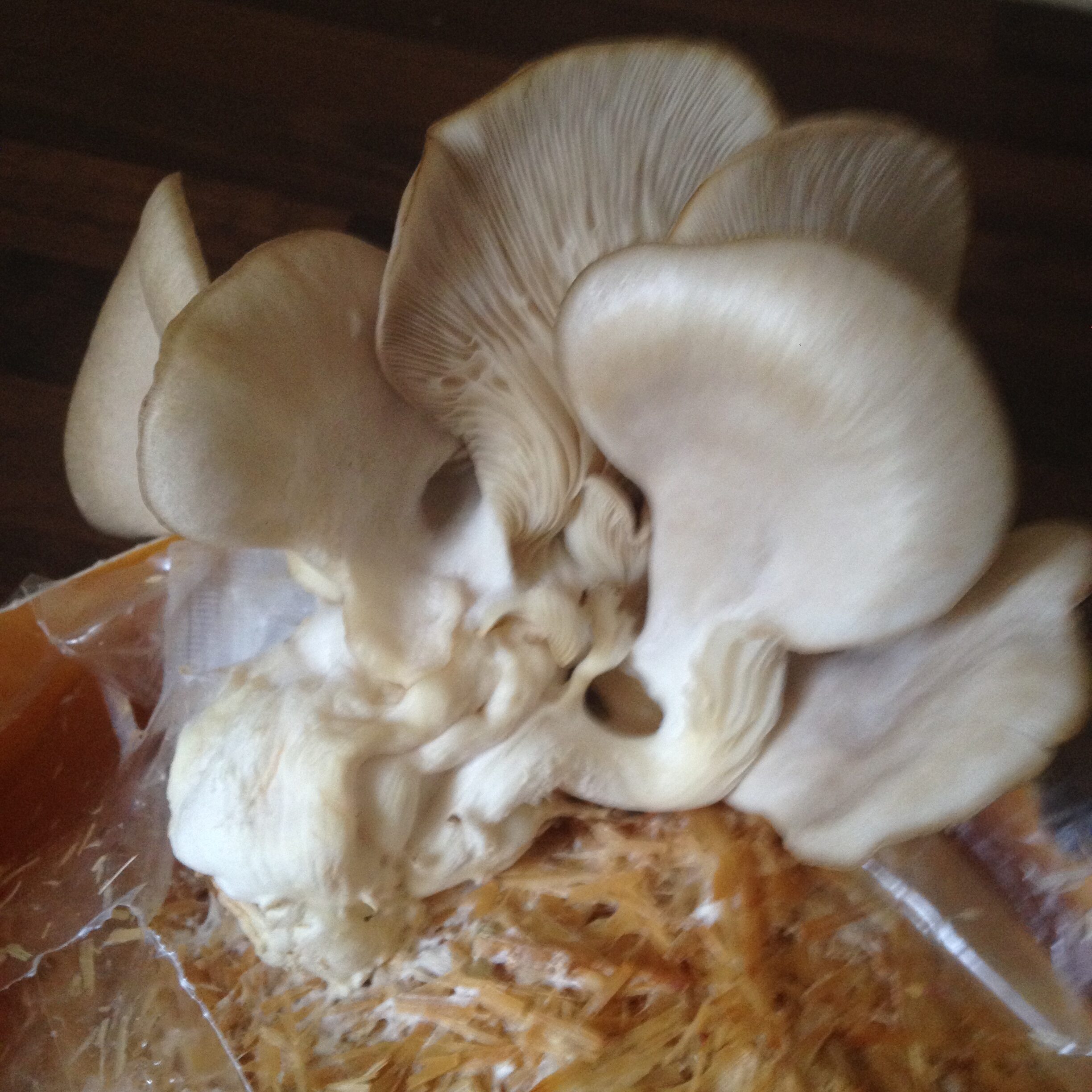 Grow wild Mushrooms