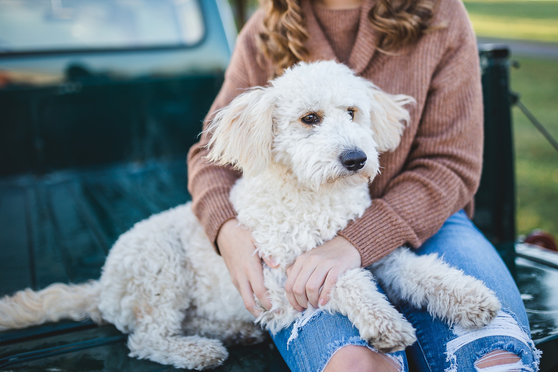 Dog cuddled by woman