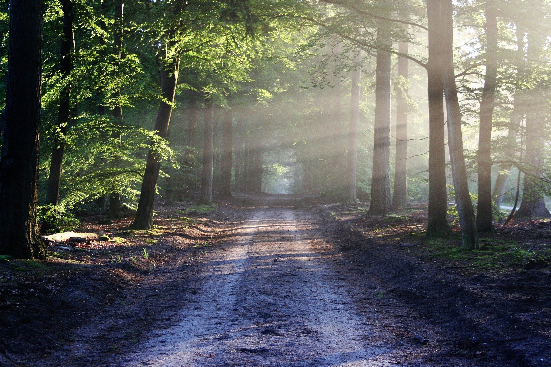 a road in woodlands