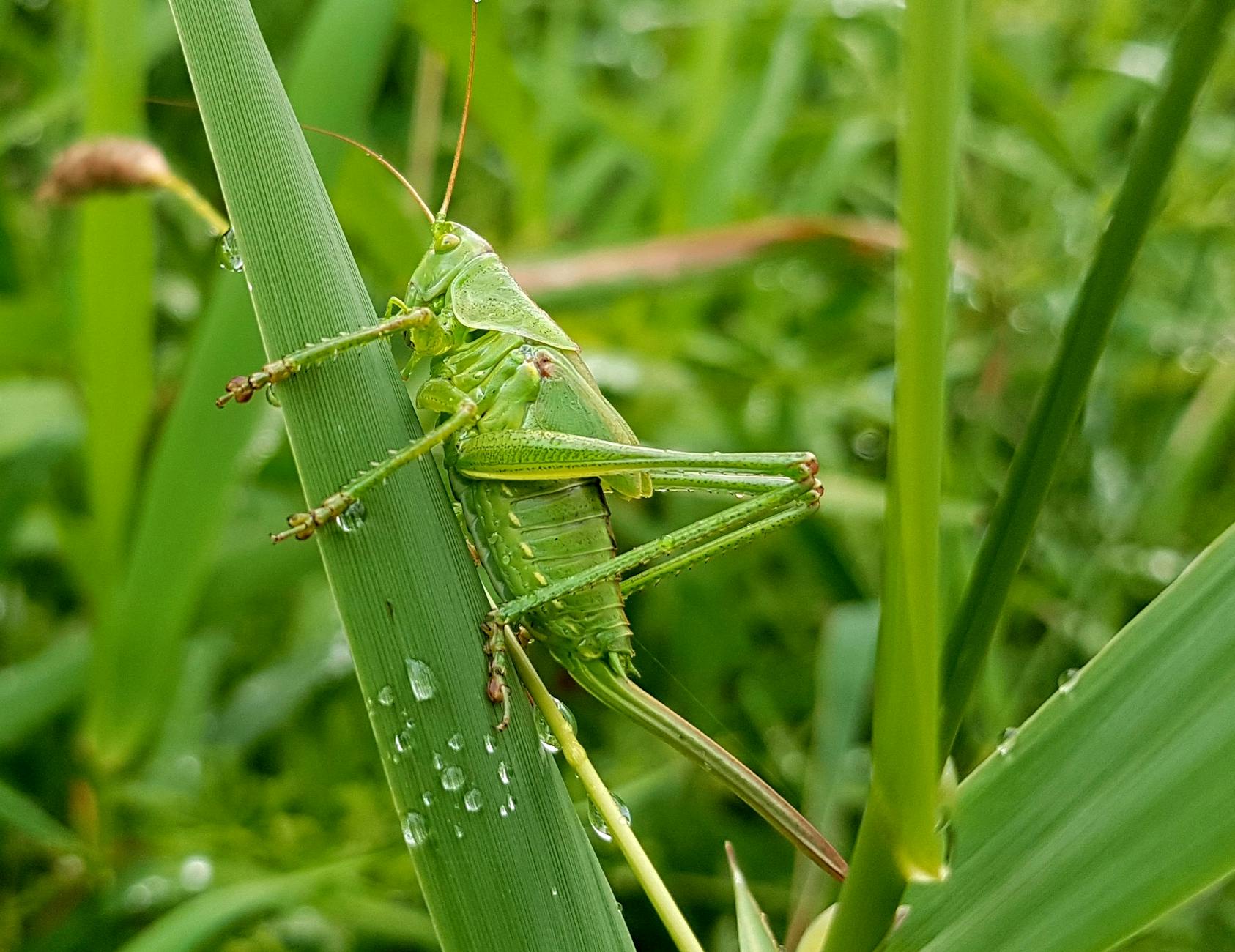 green grasshopper perched on grass