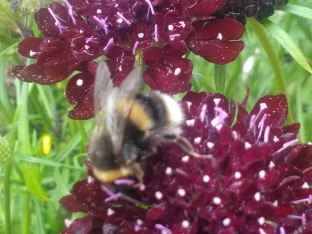 A bee enjoying the nectar from one of our flowers