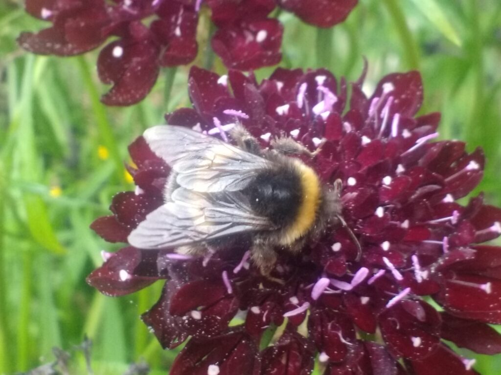 A bee enjoying the nectar from one of our flowers