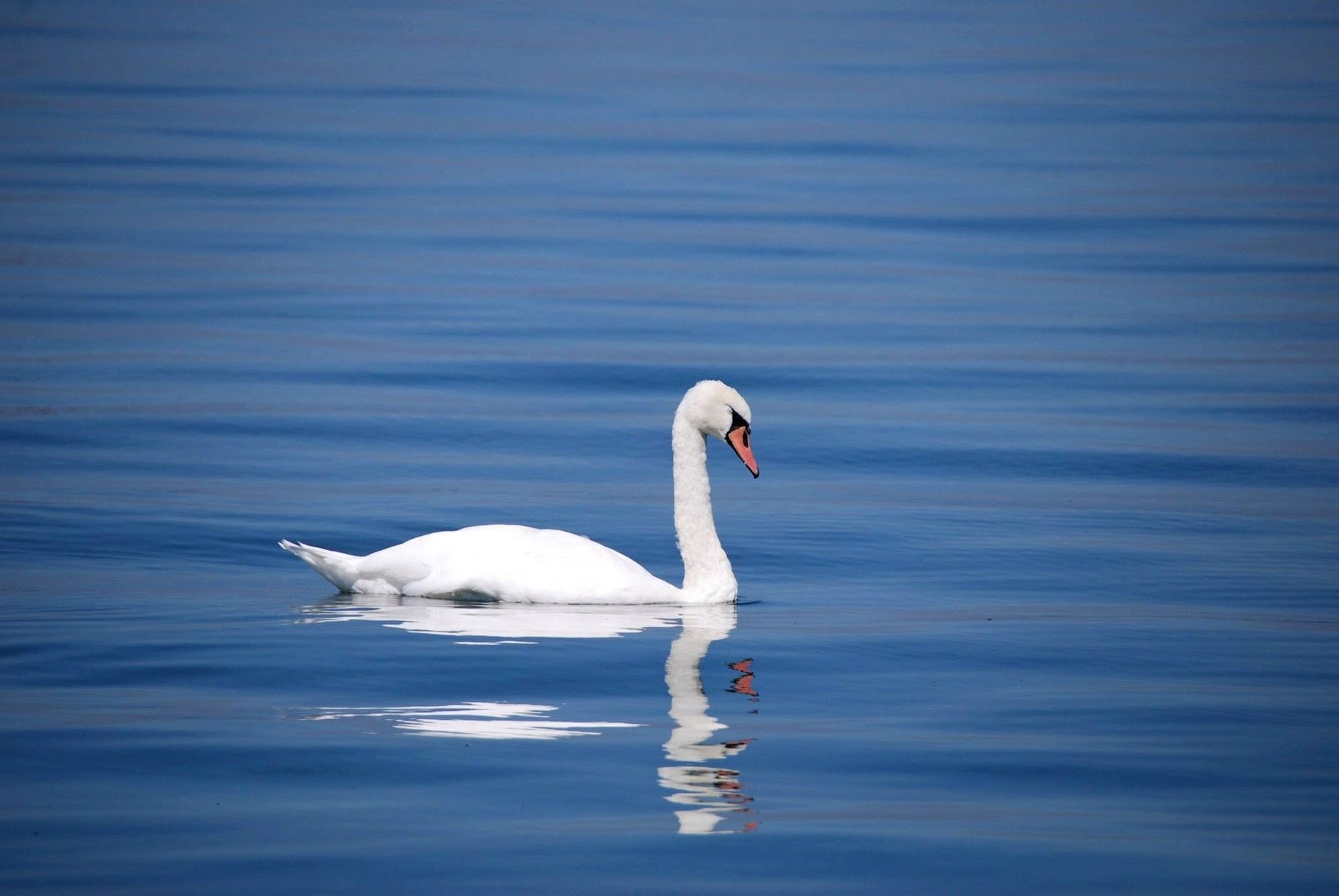 white goose on body of water