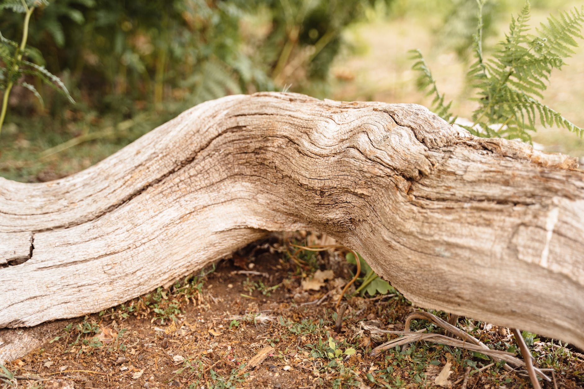 dry log in wild forest