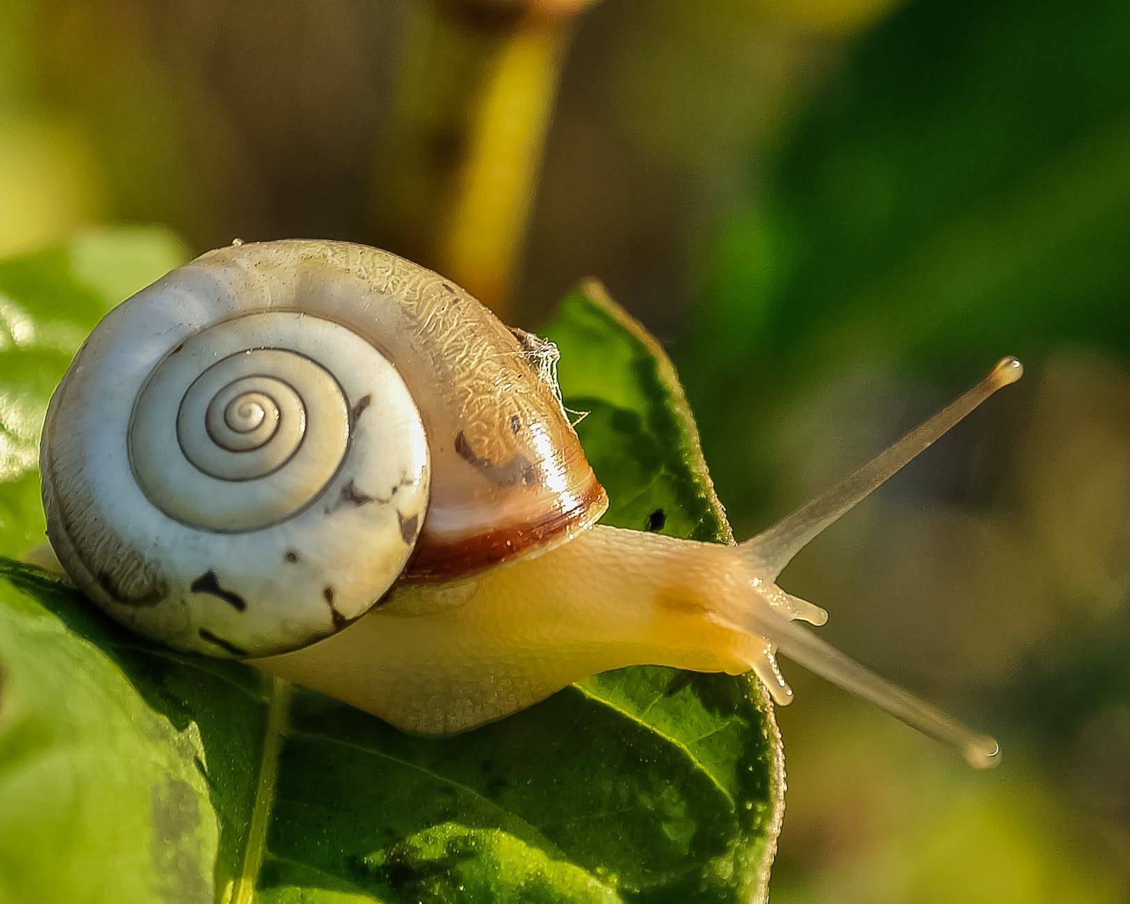 Snail in fish tank