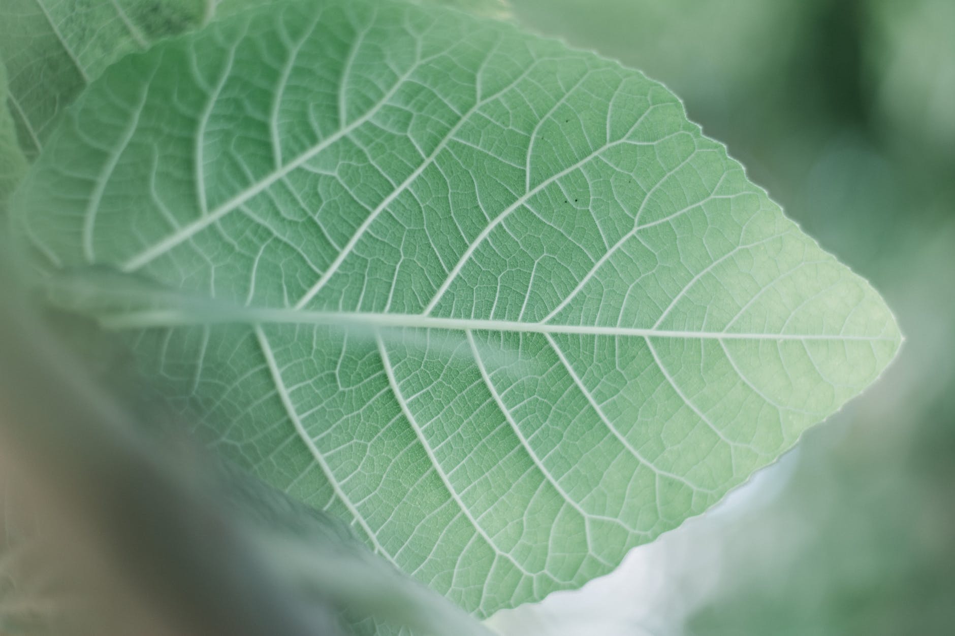 focus photography of green leaf