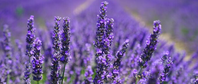 purple petal flowers focus photograph