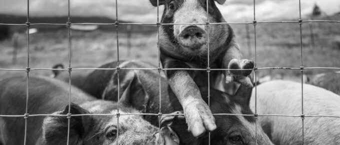 pigs behind fence