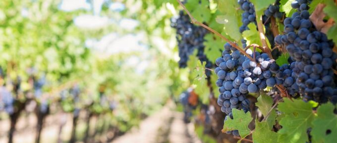 grapes on vineyard during daytime