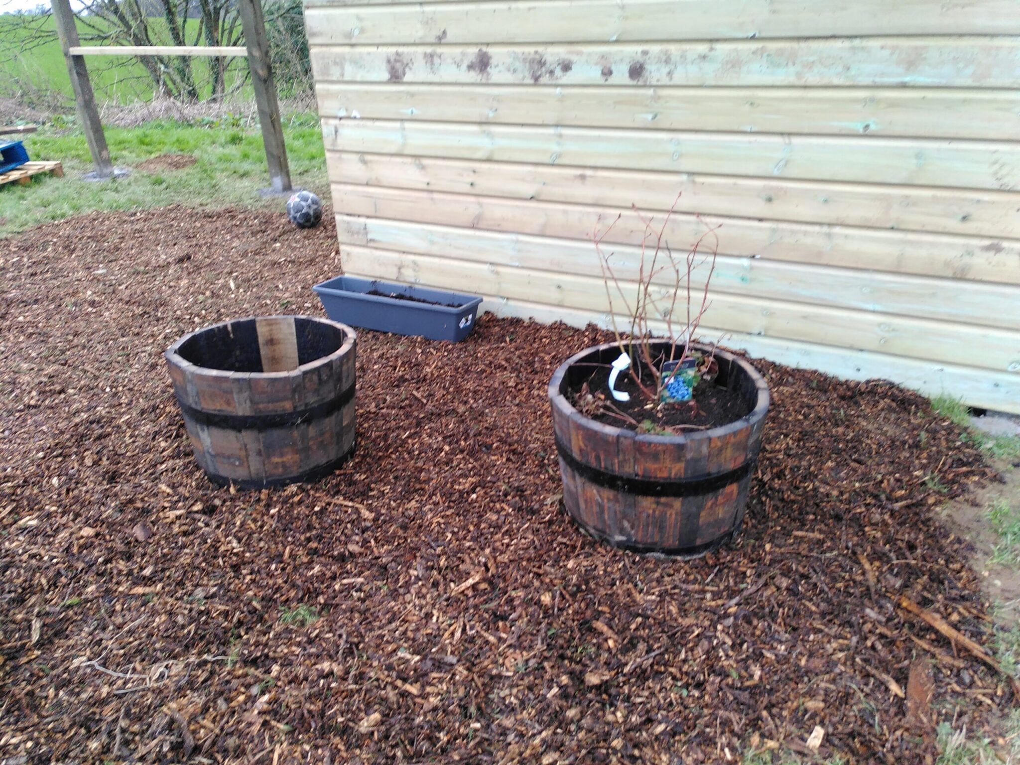 Blueberries, Shallots and Potatoes