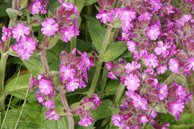 Red Campion (Silene dioica), Baltasound