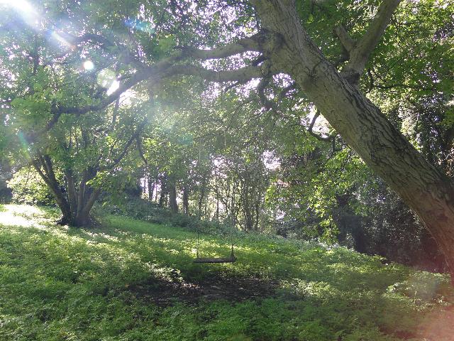 A swing, beneath the ash tree