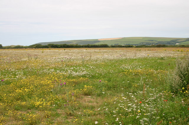 Wild flower meadow by Sandy Lane