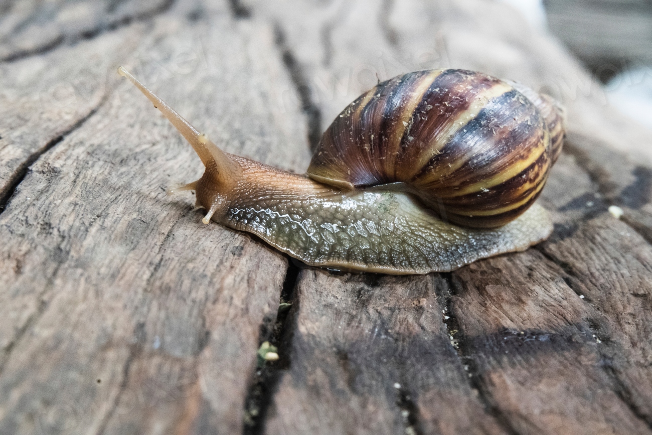 Free snail crawling on wood