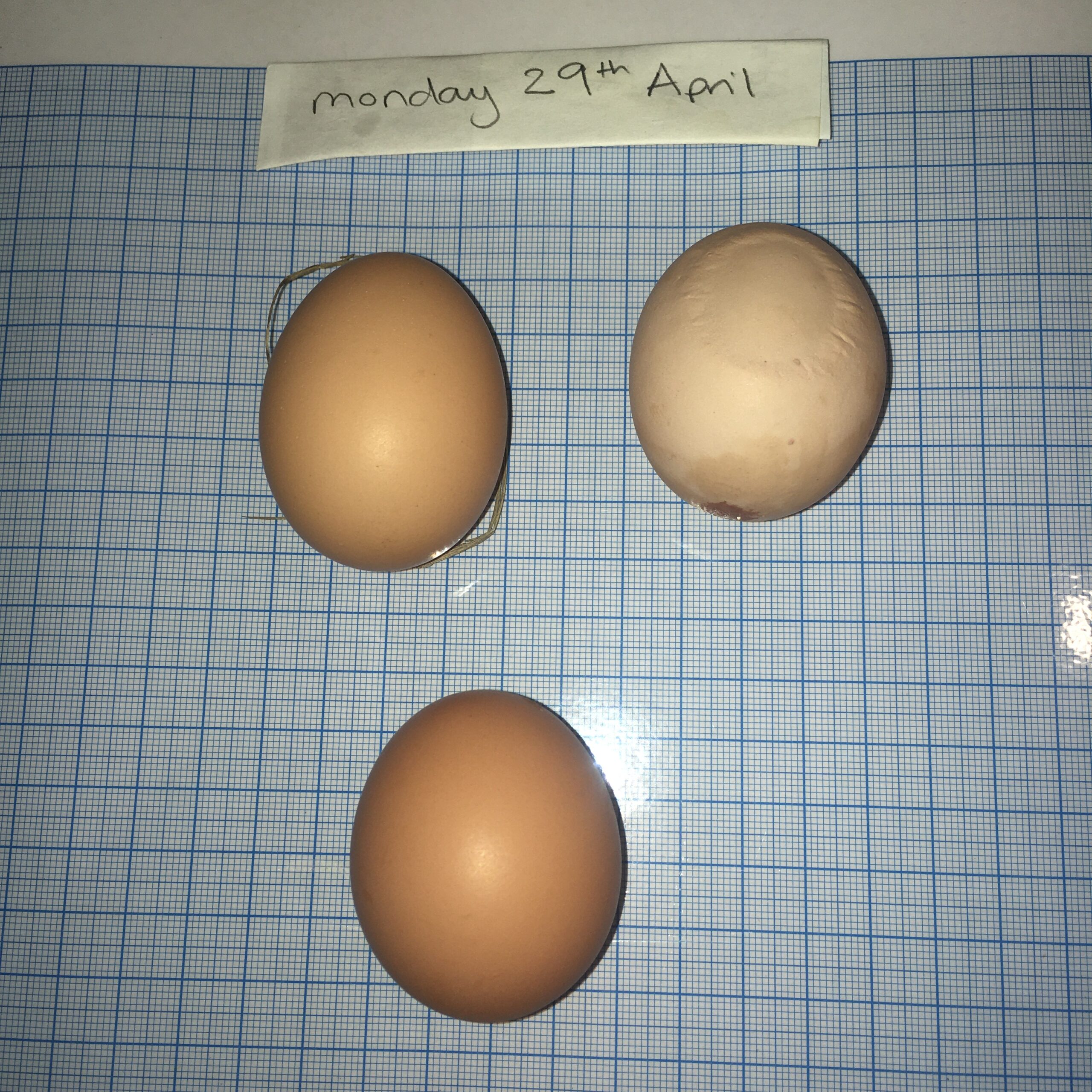 Measuring eggs