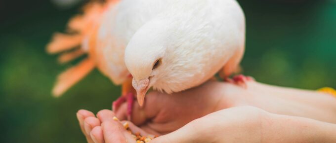 close up photograph of person feeding white pigeon