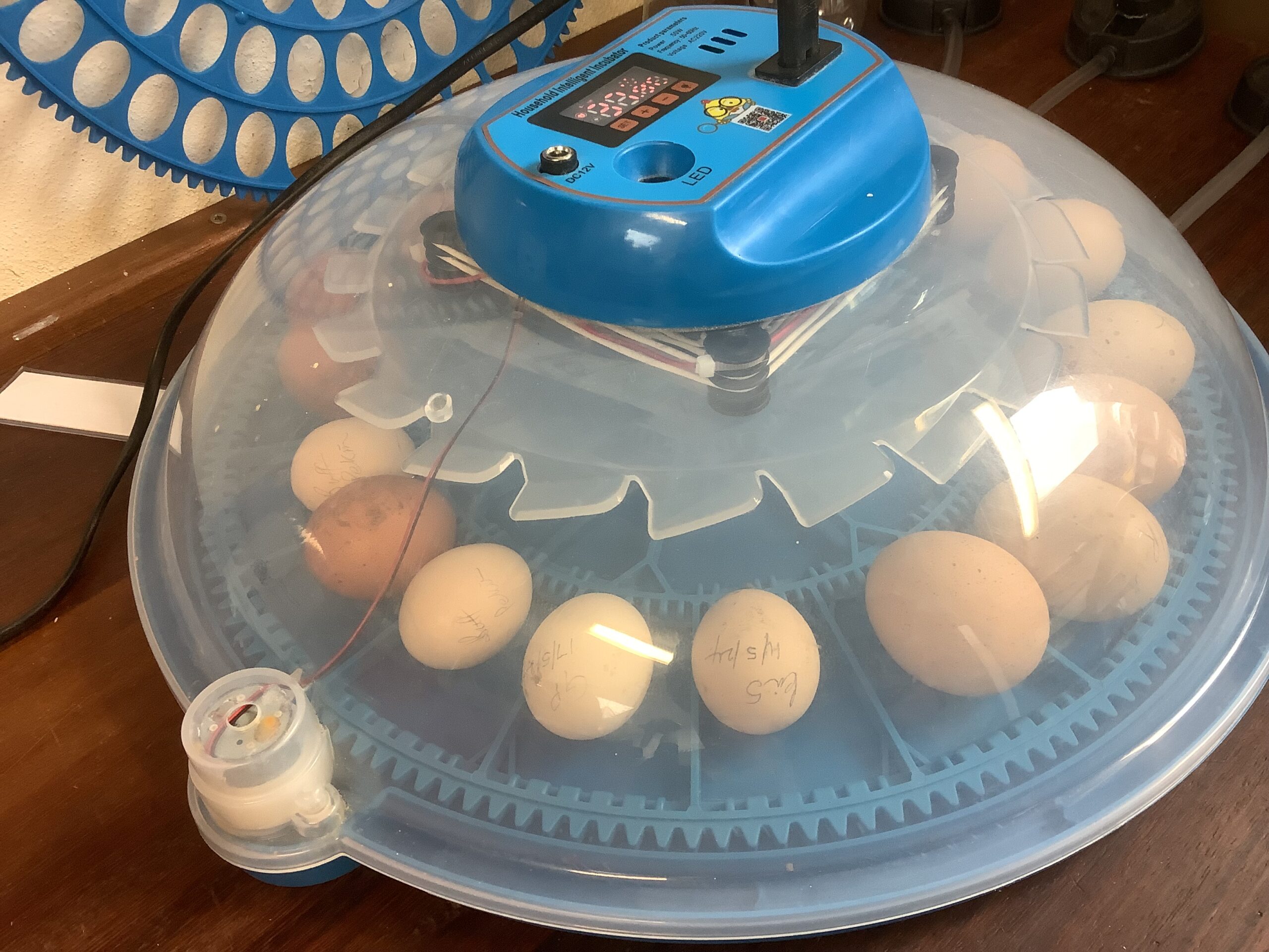 Hatching Eggs in an incubator
