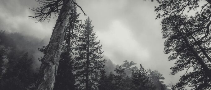 trees under cloudy sky