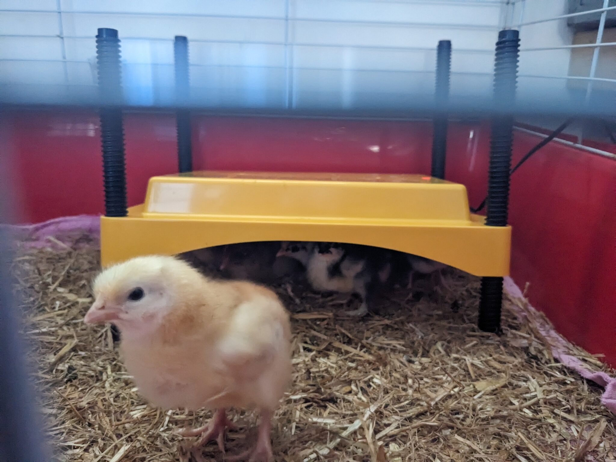 EcoGlow Safety 600 Chick Brooder