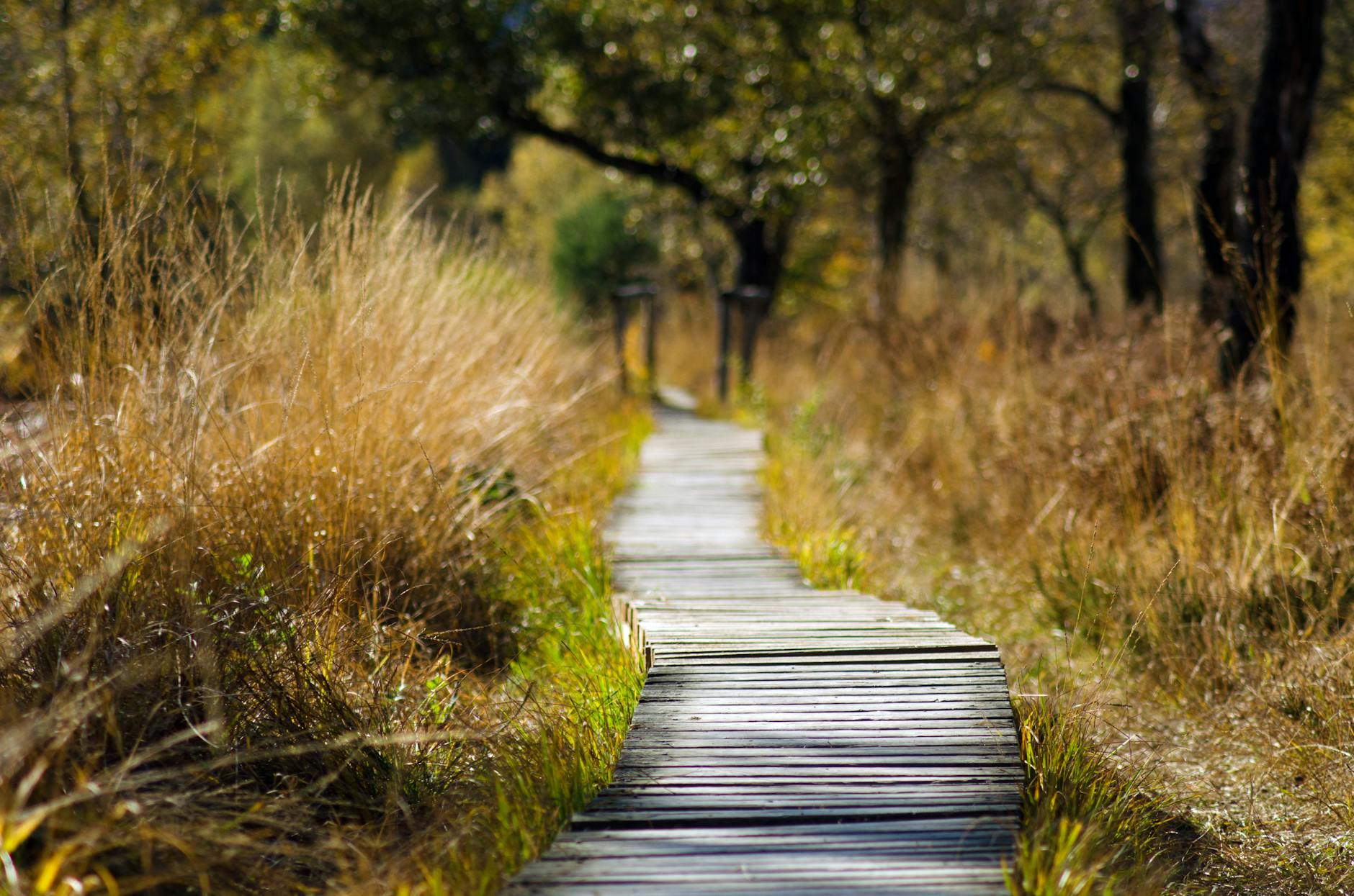 wooden bridge in shallow photo