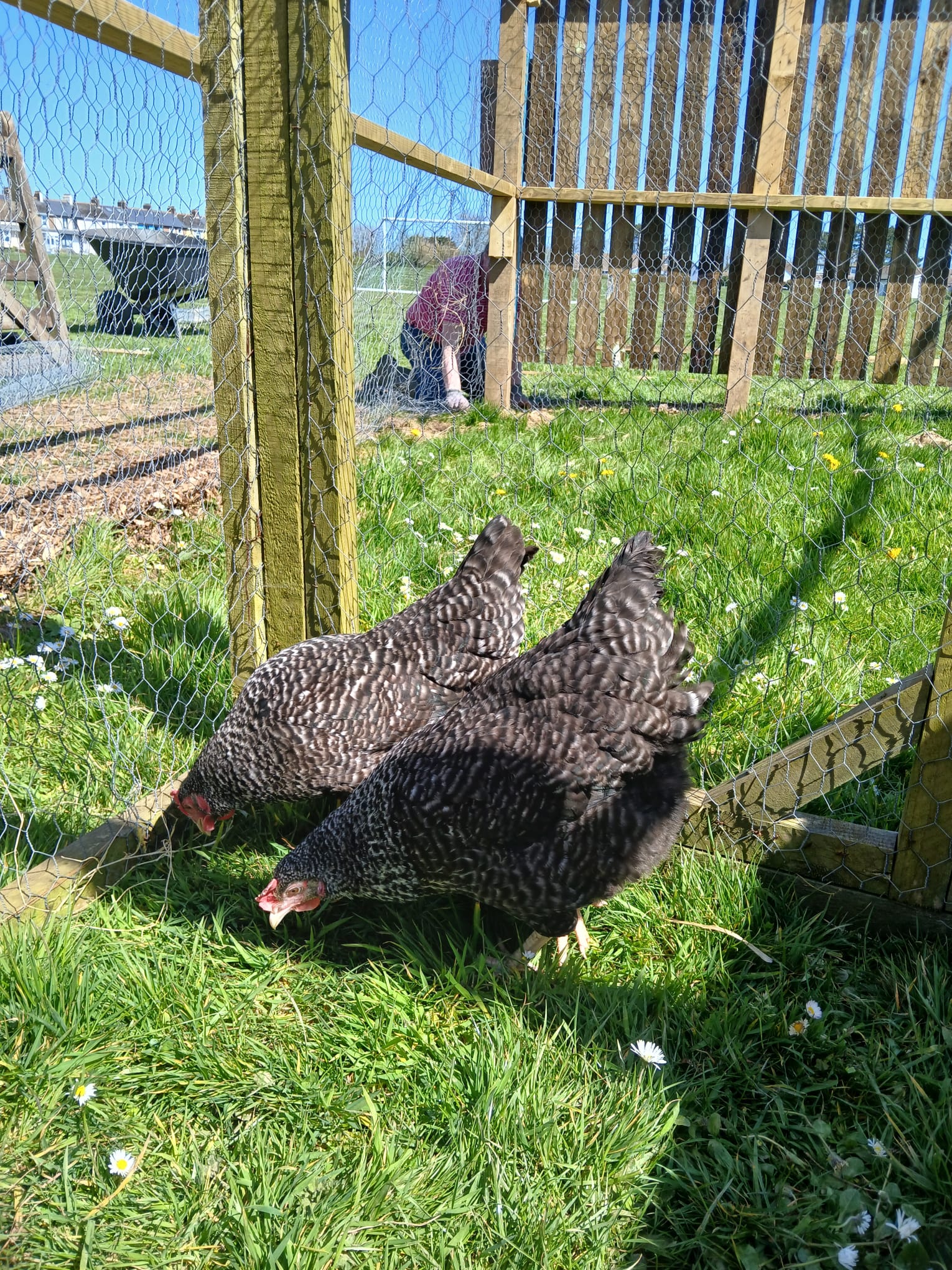 Speckledy Hens