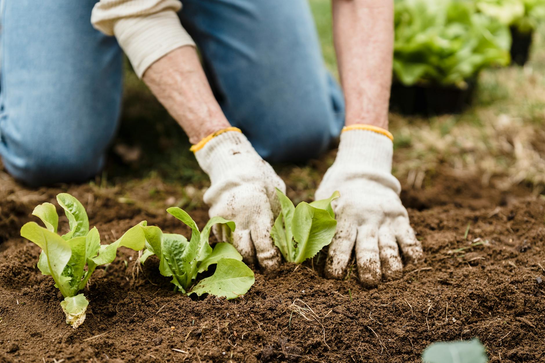 anonymous farmer planting seedlings into soil