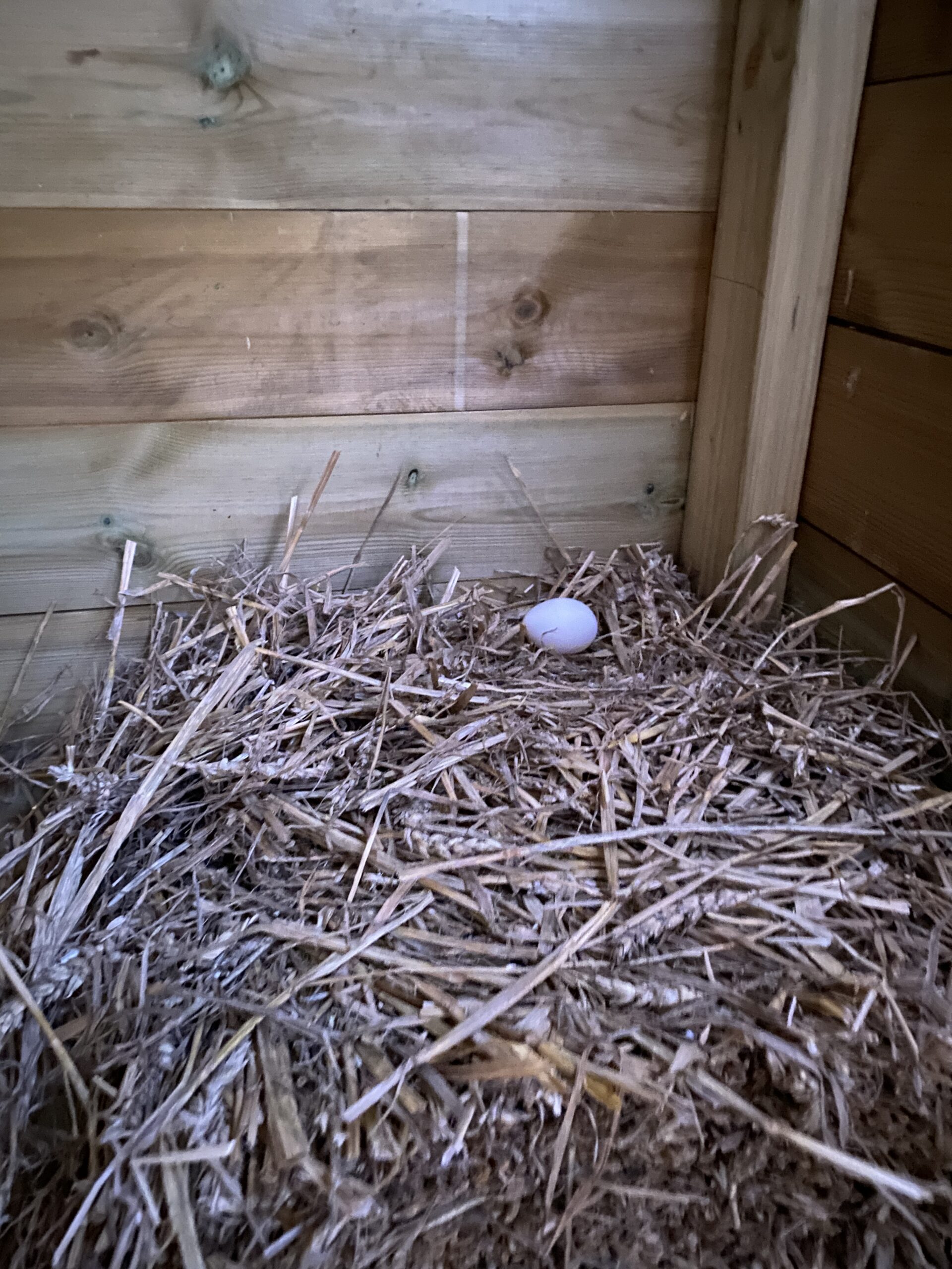 Random Egg