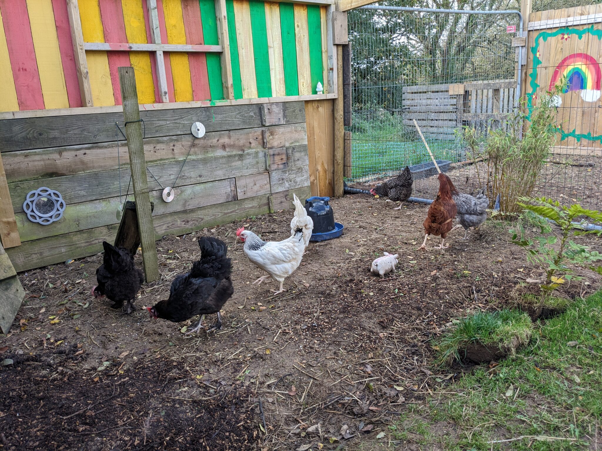 Electric Fencing and Chickens