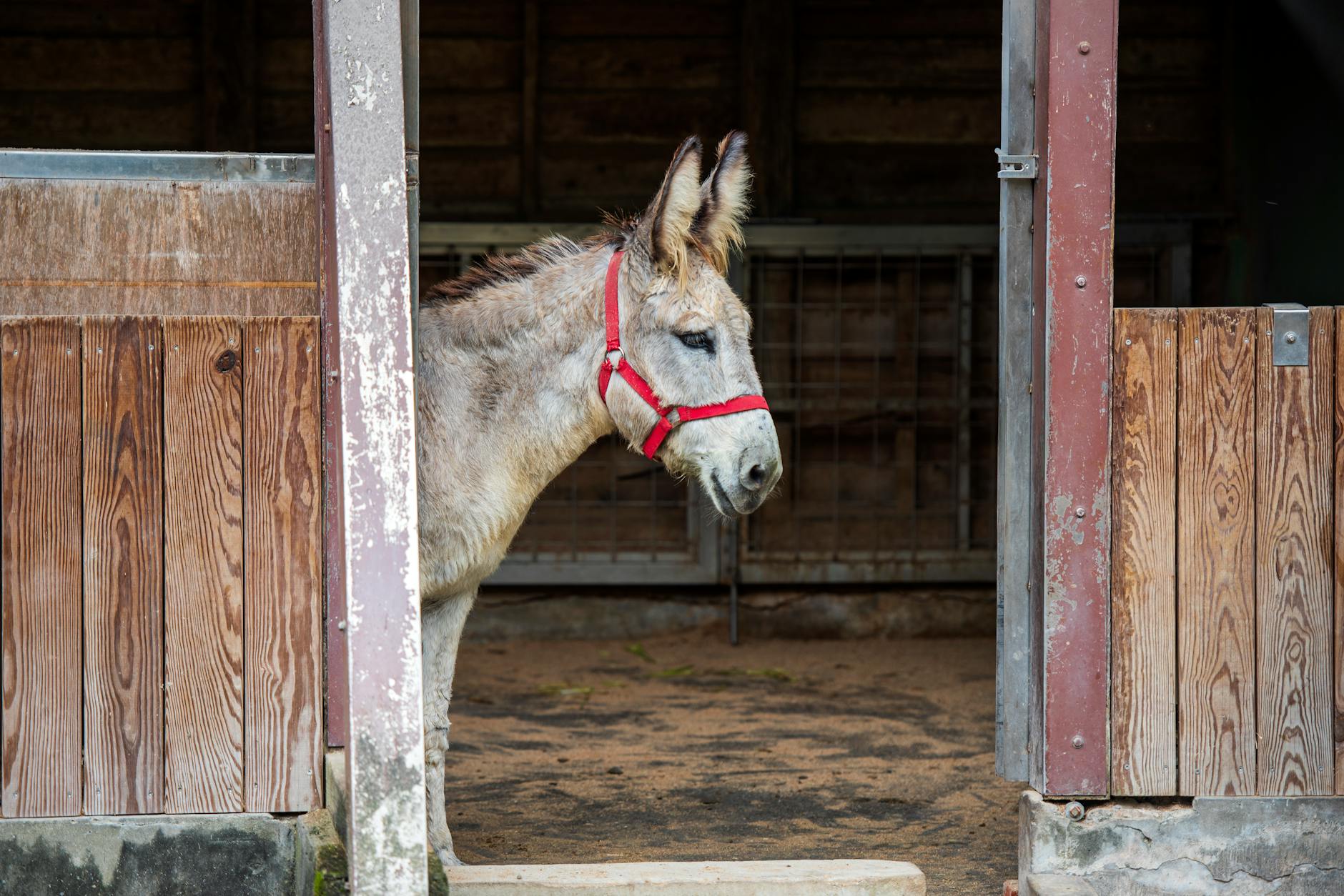 a donkey in a barn