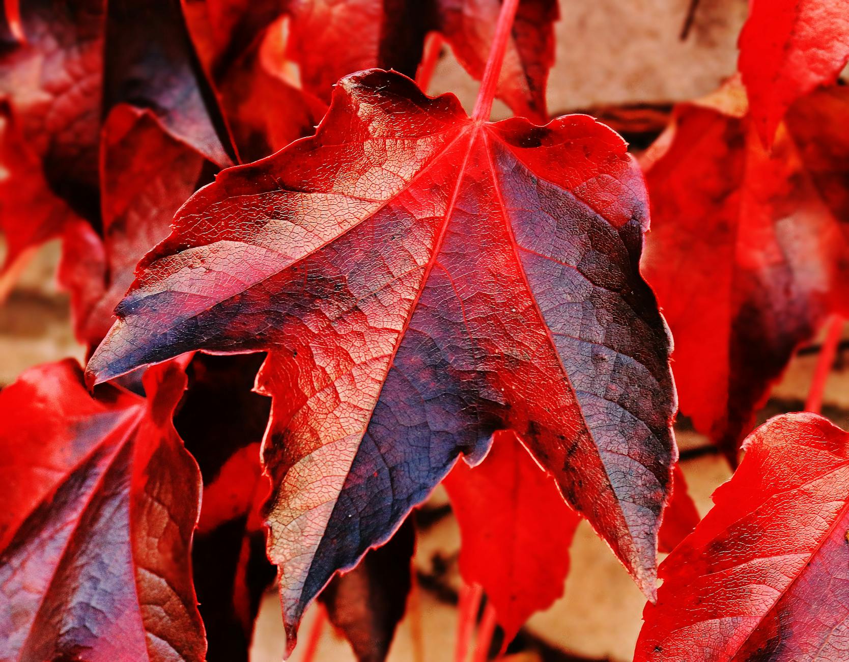 red and brown plant leaf in closeup photo