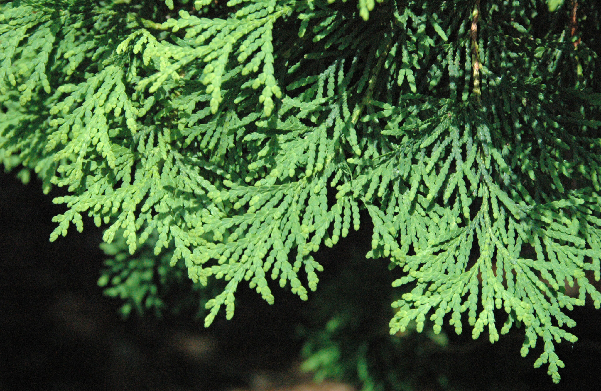 Arborvitae: A Chicken-Friendly Tree That’s Great for Your Garden!