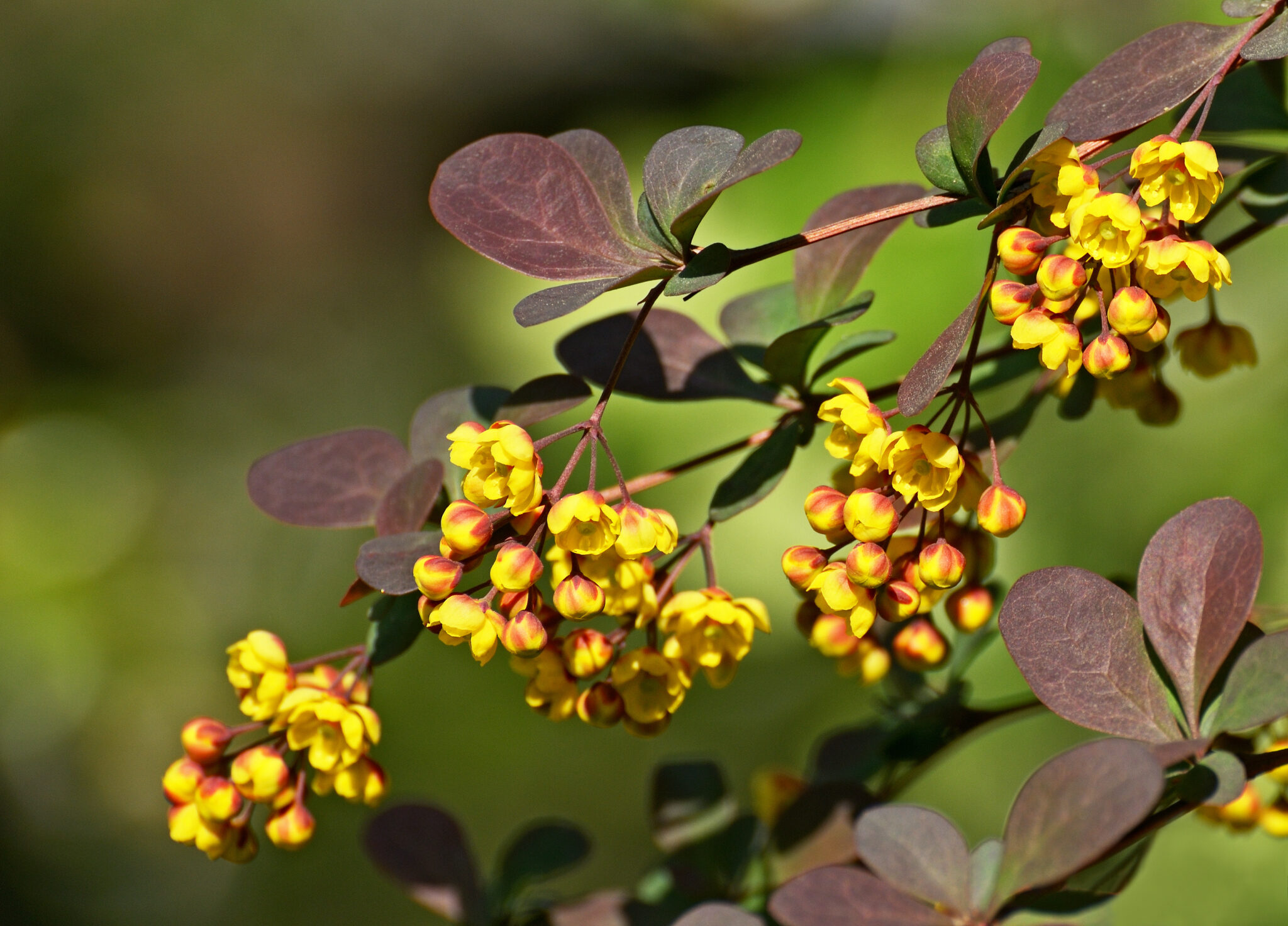 Barberry (Berberis): A Prickly but Perfect Plant for Chickens and Gardens