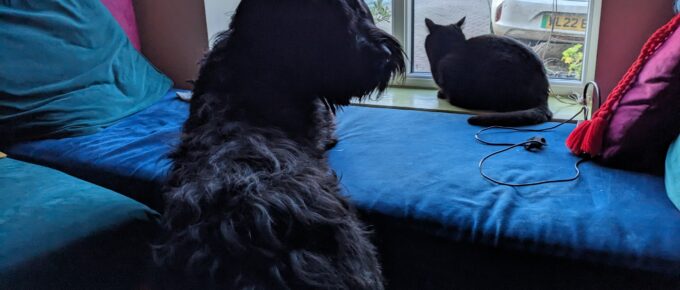 Storm the dog and Midnight the cat