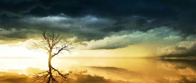 photo of bare tree under cloudy sky