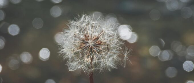 selective focus photography of white dandelion flower