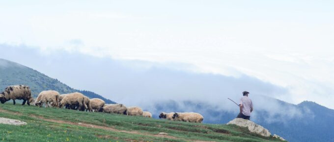 man surrounded by sheep