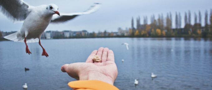 close up of seagull