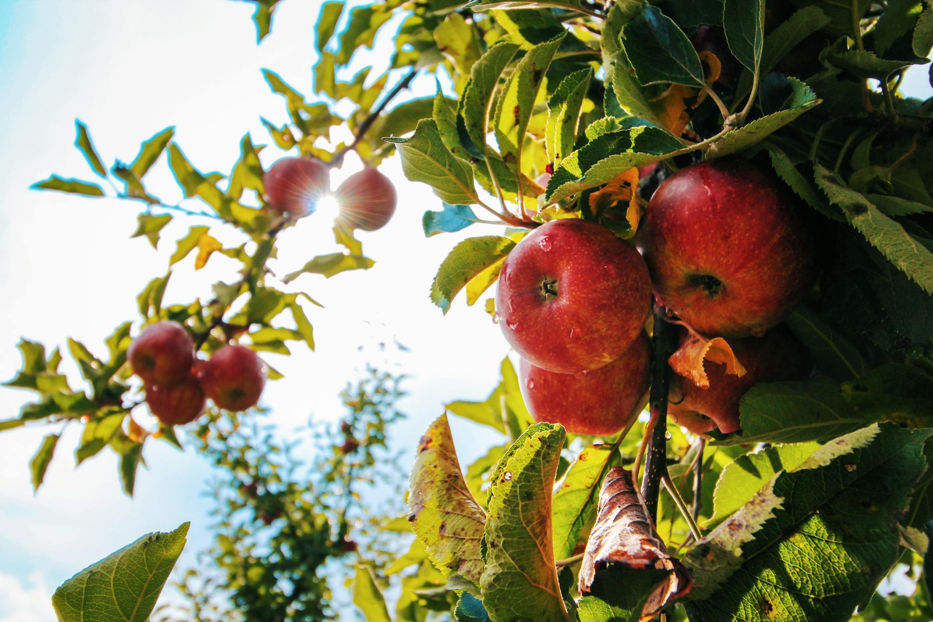 Orchard Update