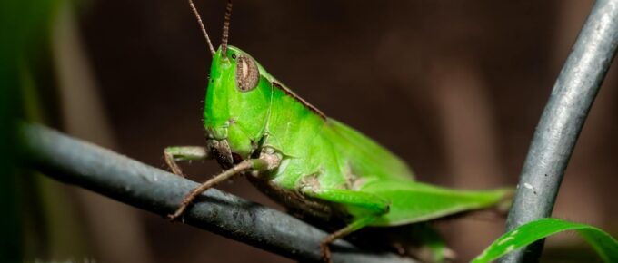 grasshopper