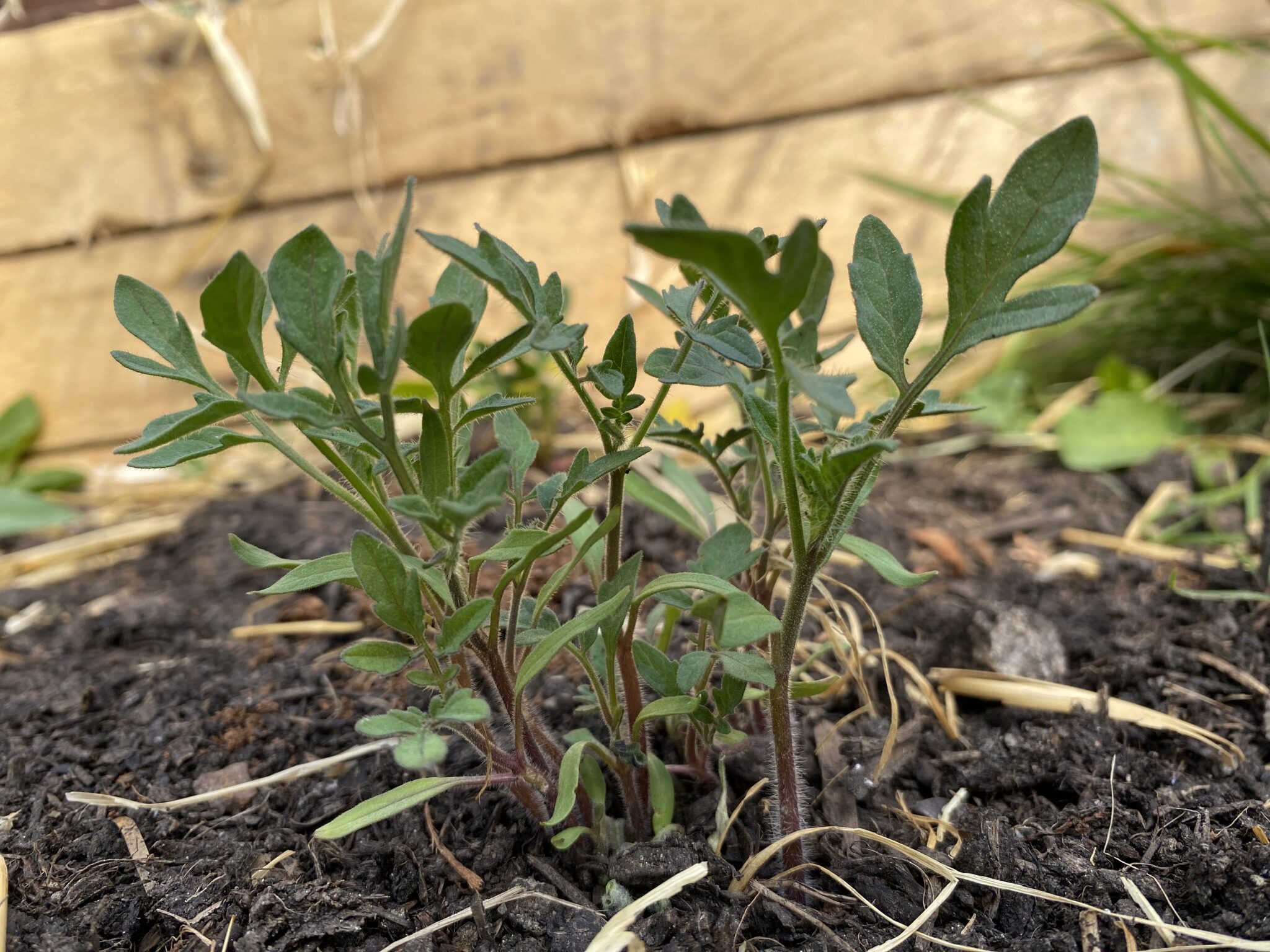 Surprise Tomato Patch! 🌱🍅