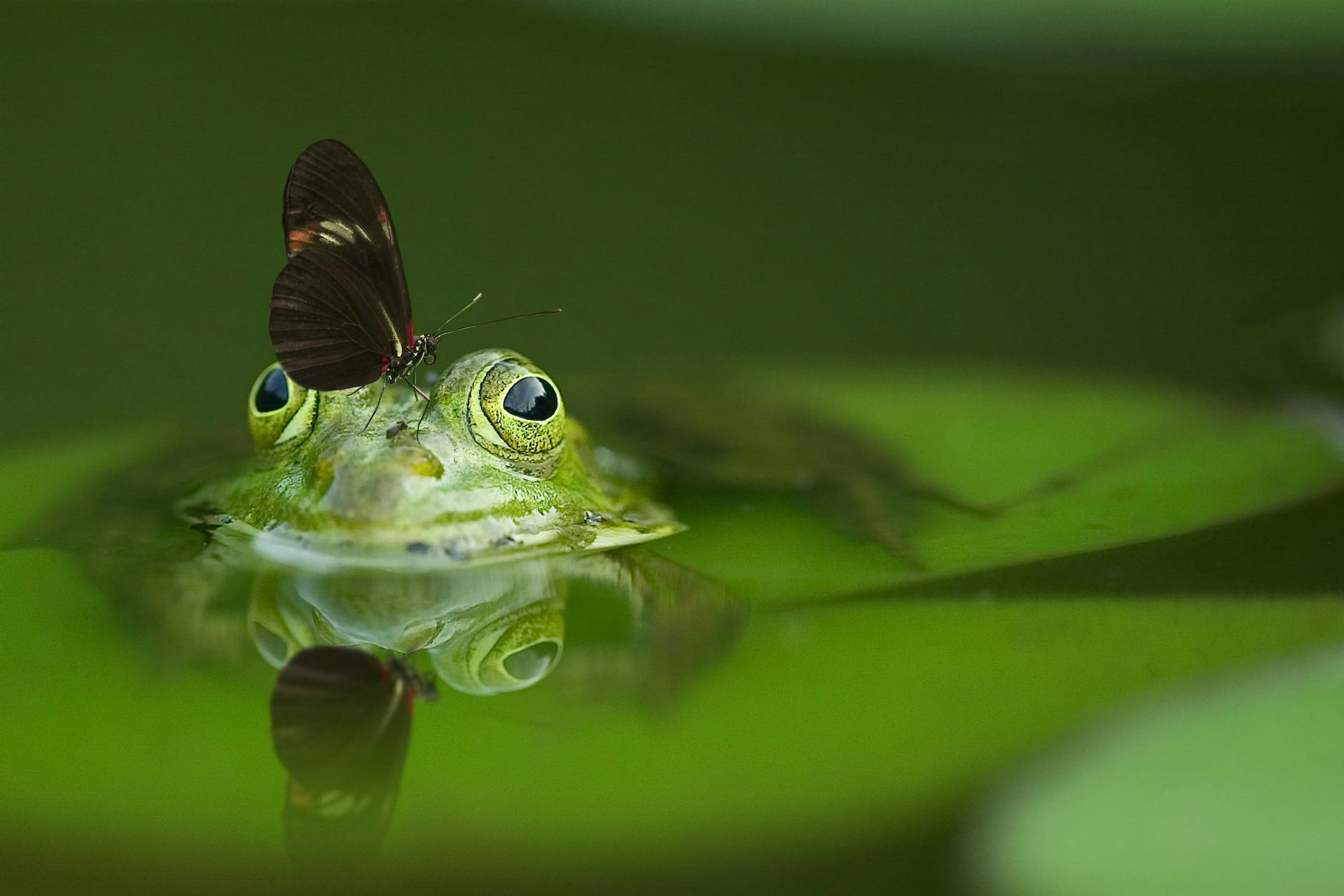 Diving into Ponds with Pondxpert!