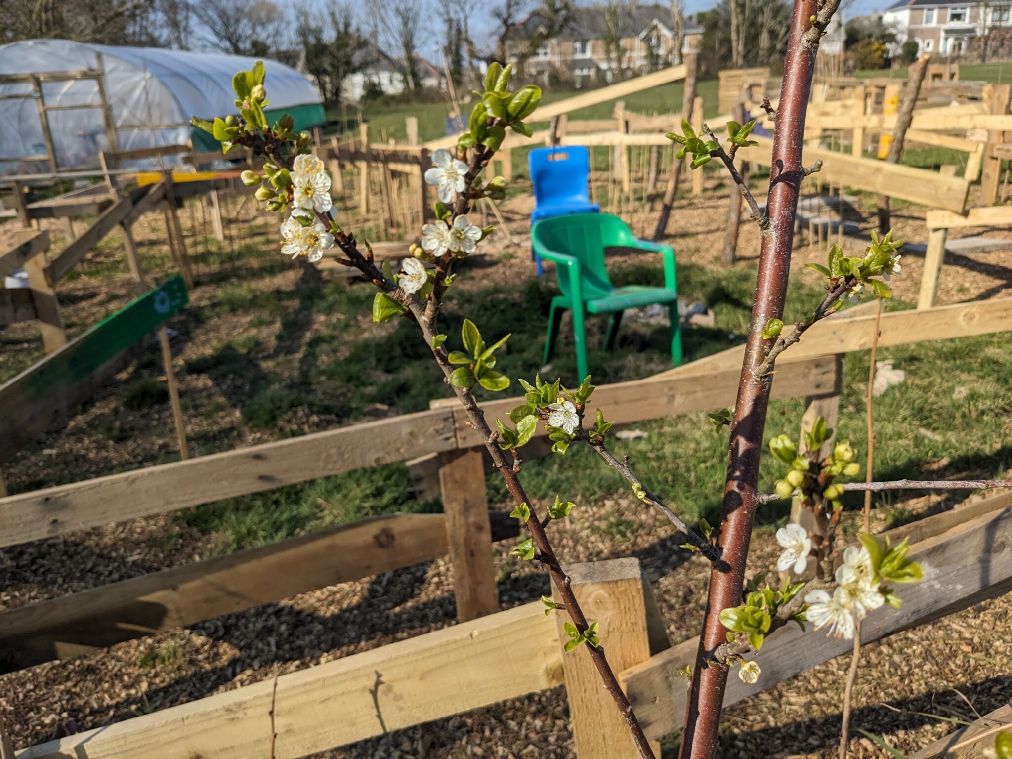 Cultivating a Thriving Orchard: The Magic of Fruit Tree Guilds