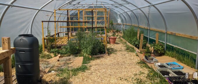 The polytunnel