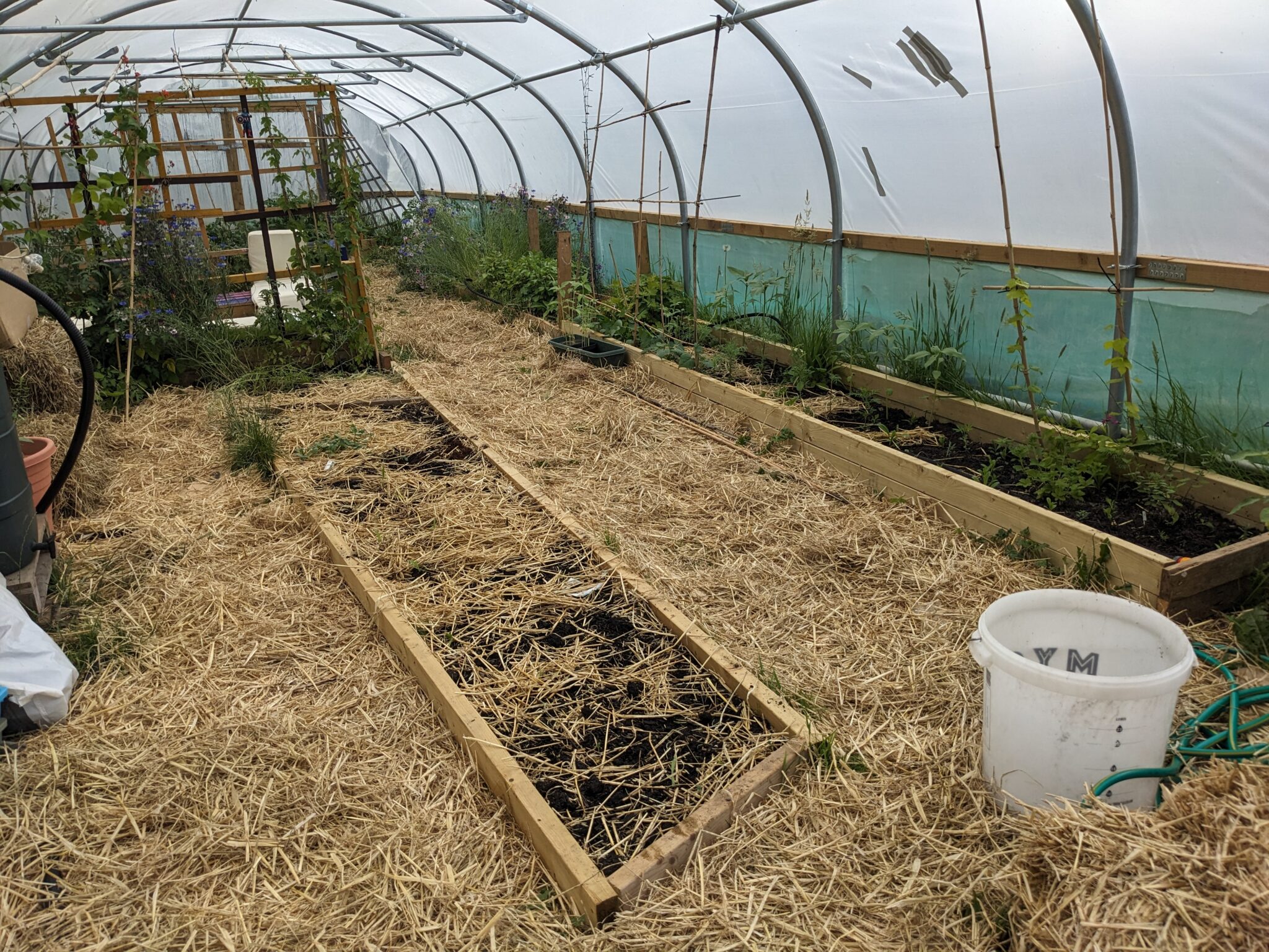 Tomatoes and Raised Beds